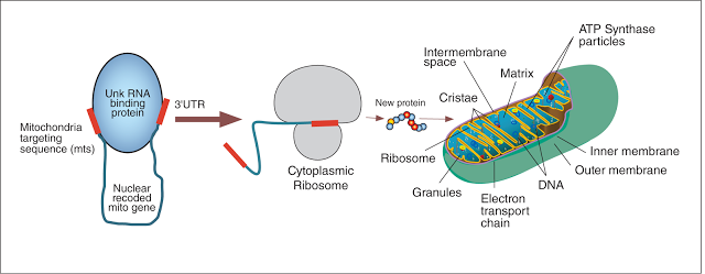 figure showing nuclear encoded 
mitochondrial gene is transcribed in the nucleus, translated in the cytoplasm, and targeted and imported 
to the mitochondria with the help of the mitochondria targeting sequence to restore function